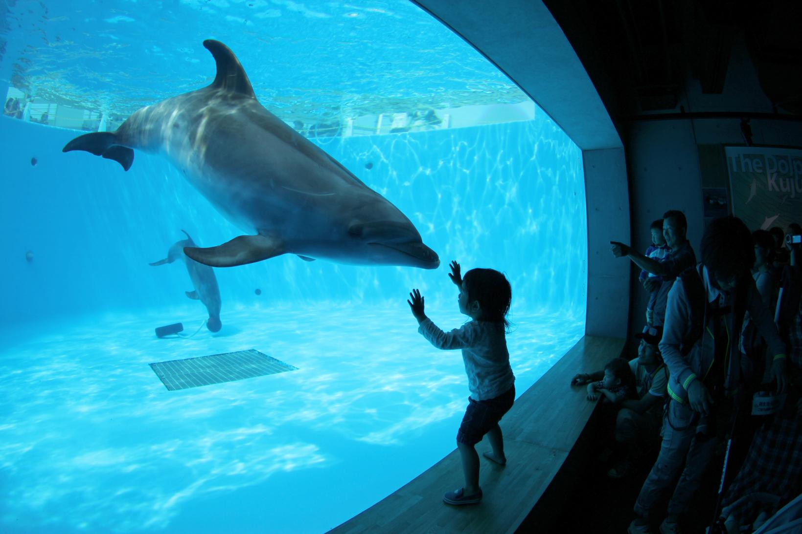 【B賞】九十九島水族館海きららペア入館券（10組様）-16