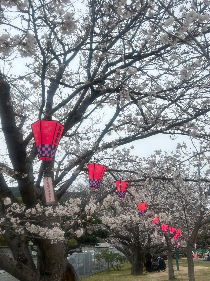 ４月１日：七分咲き-0