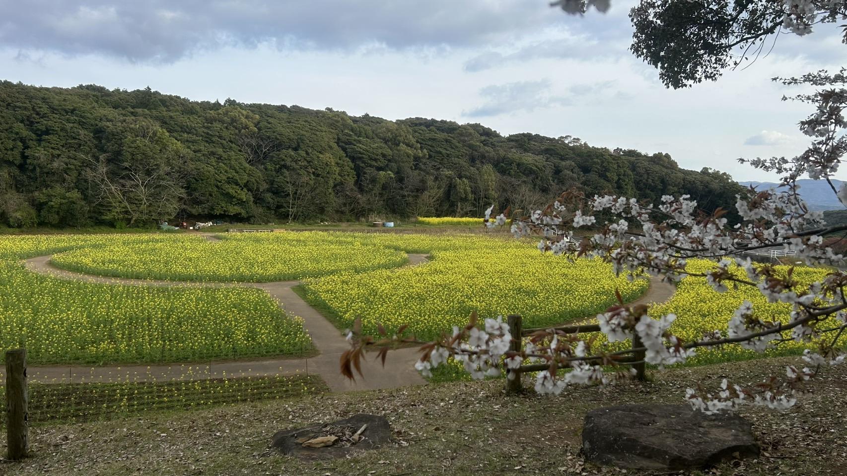 4月3日（木）：7分咲き-1