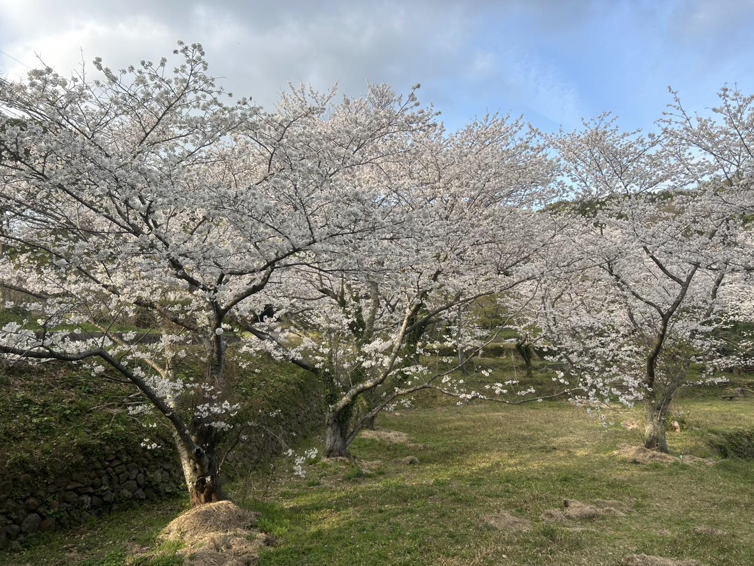 4月3日(木)：見頃-0