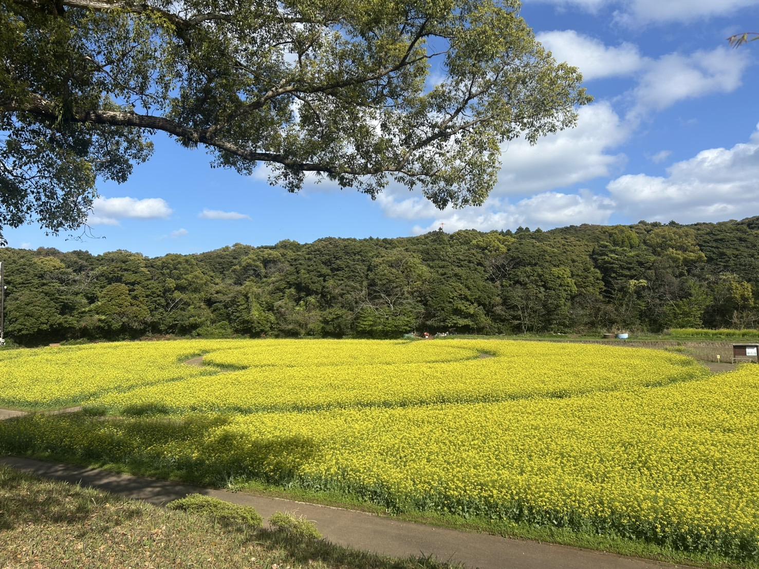 4月15日（火）：満開-2