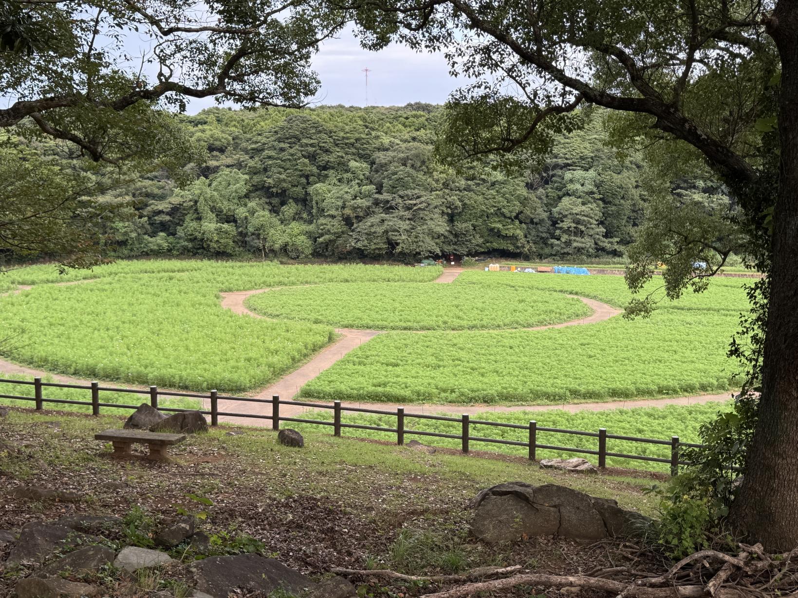 10月2日：咲き始め-0