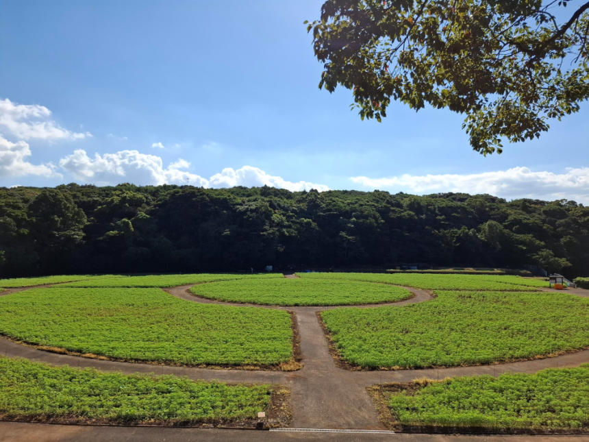 10月7日：発芽(成長中)-0