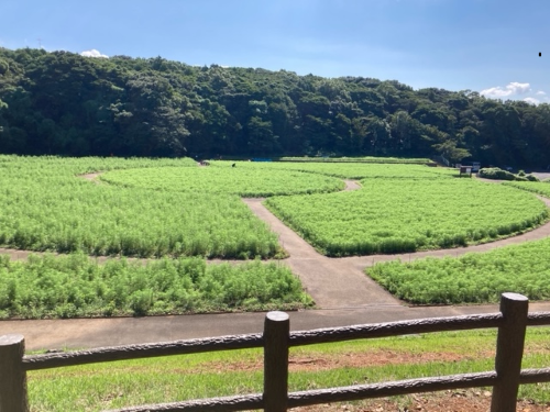 10月8日：咲き始め-1