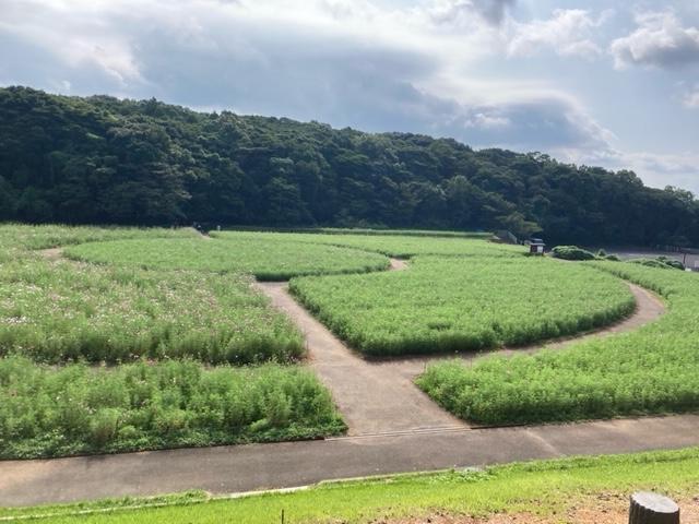 10月14日：2分咲き-2