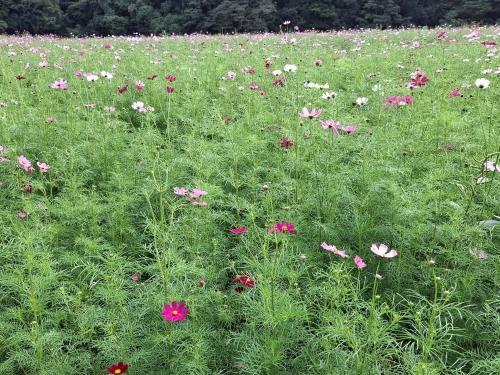 10月16日：3分咲き-3