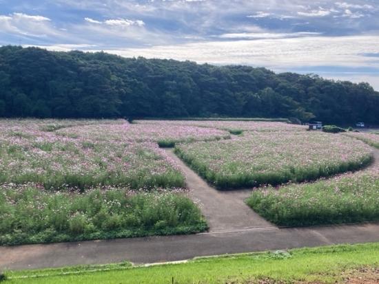 10月22日：7分咲き-4