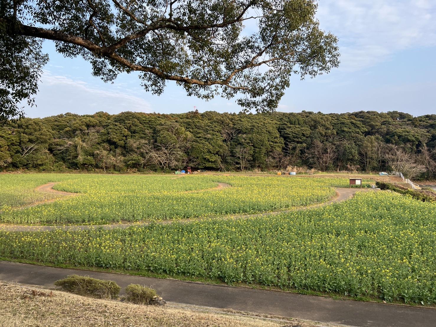 3月16日（月）：五分咲き-0