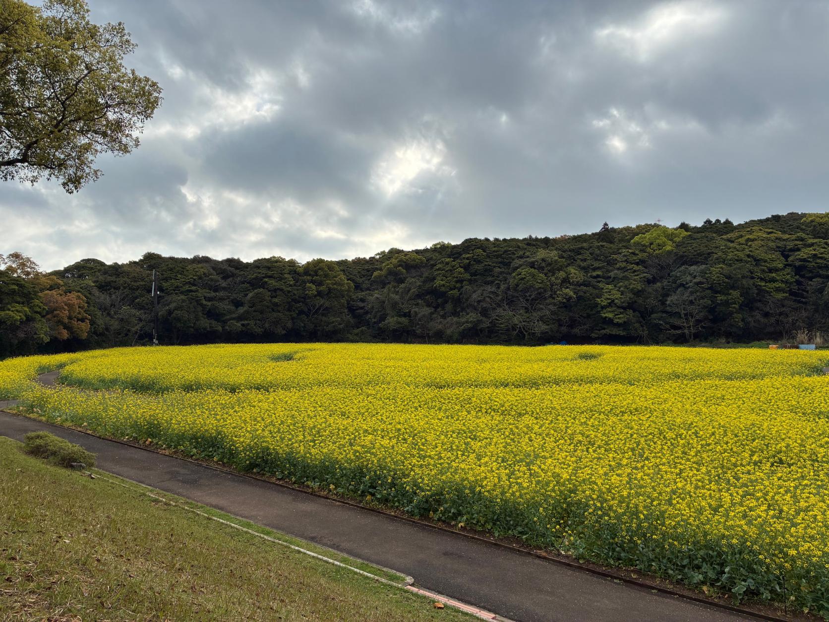 4月5日（日）：満開-1