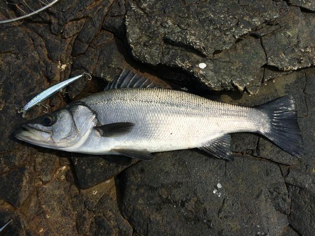 【宇久島】磯釣り体験-1