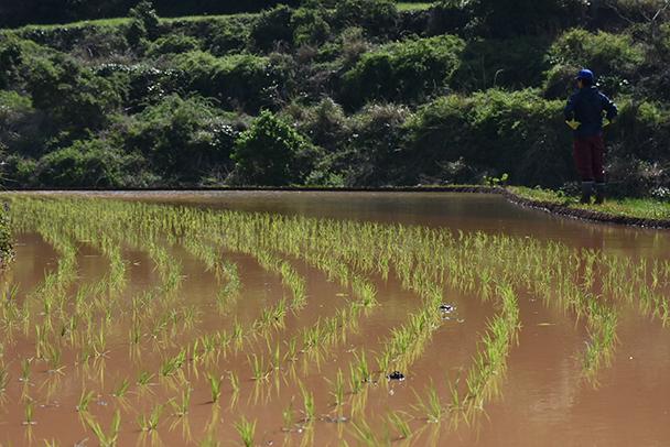 【宇久島】田植え・稲刈り体験-1