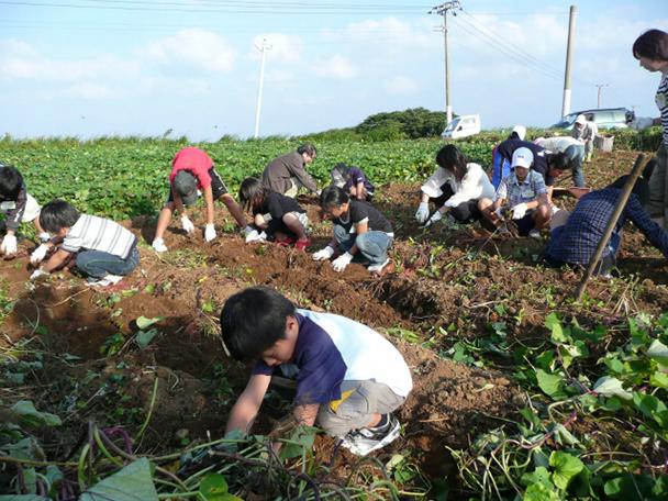 【宇久島】芋植え・芋掘り体験-1