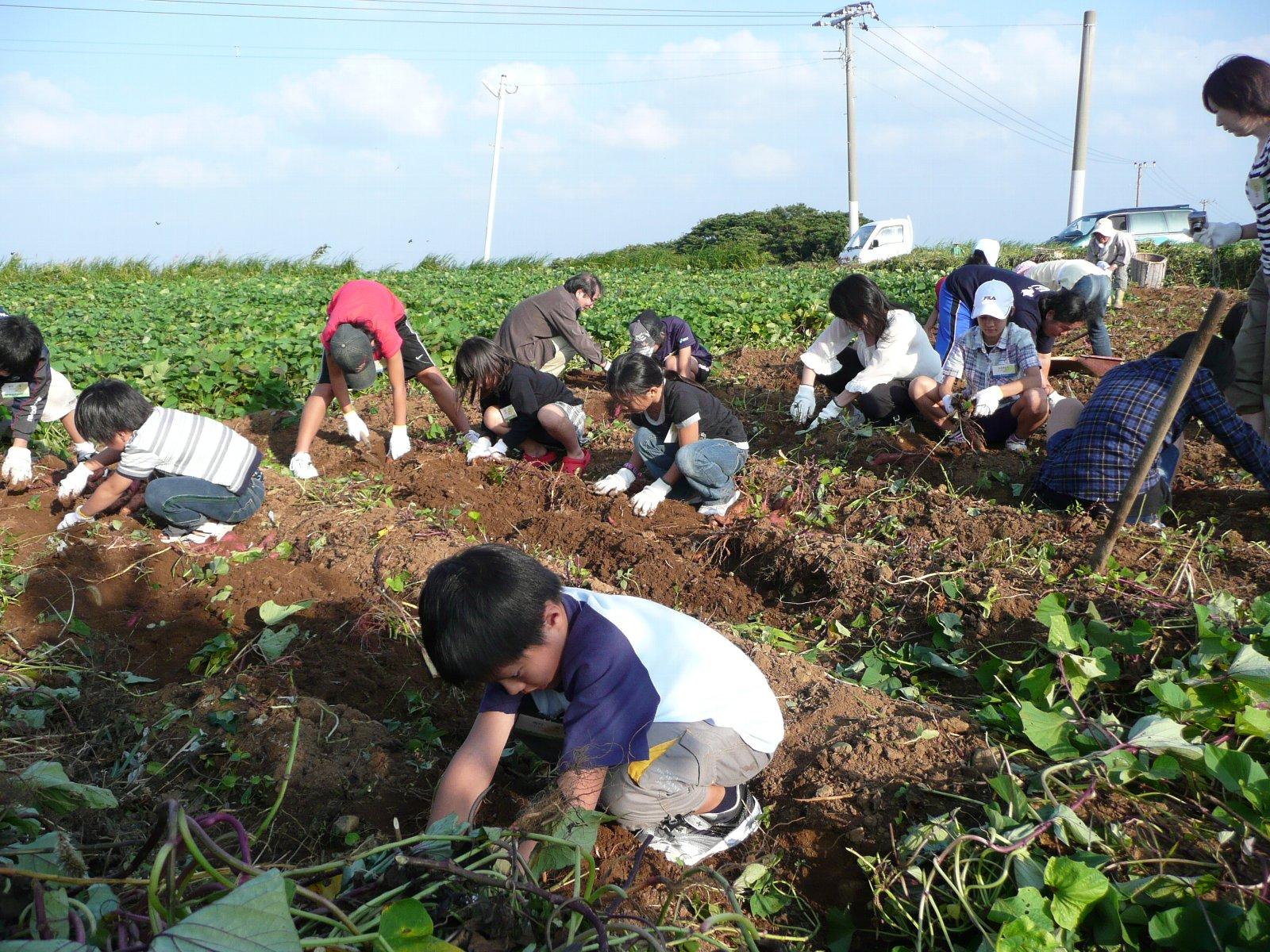 【宇久島】農作業体験-0