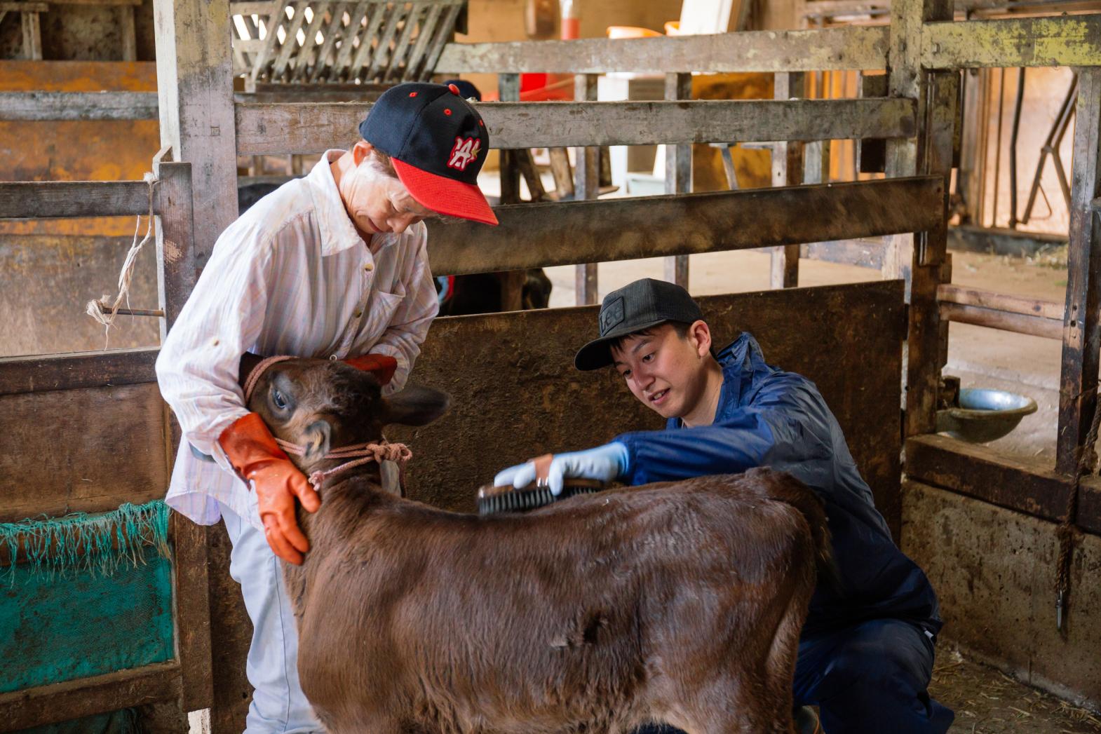 【宇久島】和牛飼育体験-1