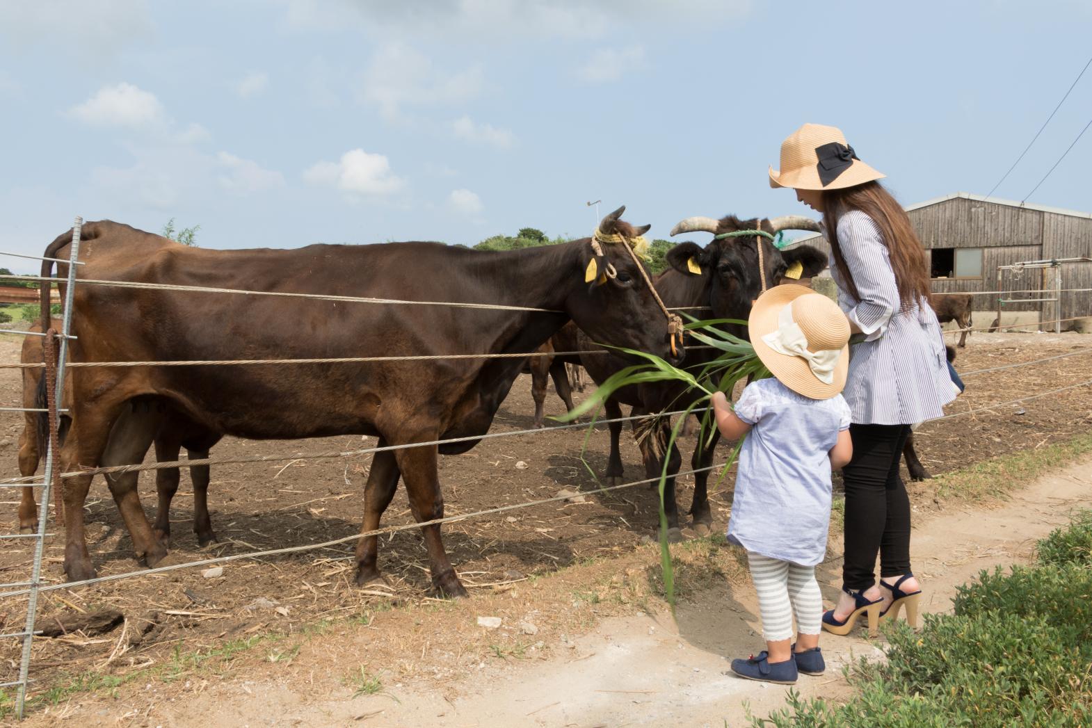 【宇久島】和牛飼育体験-1