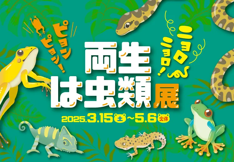 【九十九島動物園森きらら春の特別展】ニョロニョロ！ピョンピョン！両生・は虫類展-1