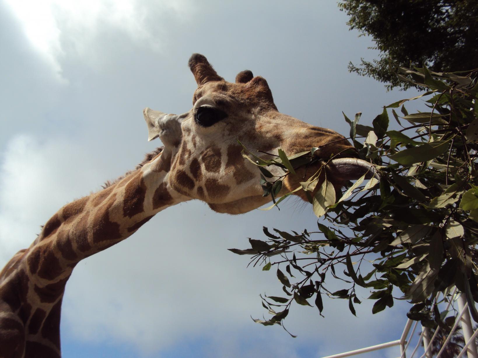 【九十九島動植物園森きらら】世界キリンの日イベント「キリンに迫ろう！」-1