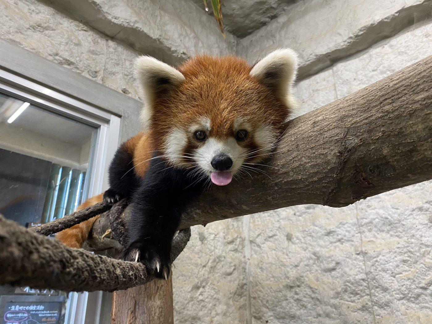 【九十九島動植物園森きらら】国際レッサーパンダデー-0