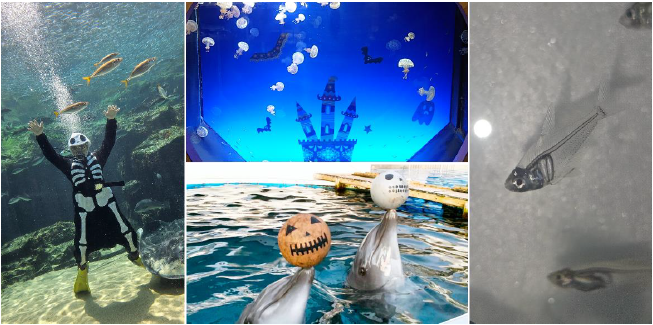 【九十九島水族館海きらら】海きららのハロウィン-0