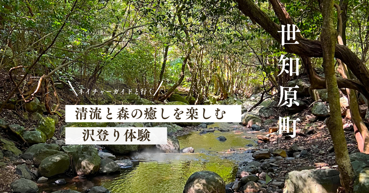 （世知原）清流と森の癒しを楽しむ、沢登りツアー-1