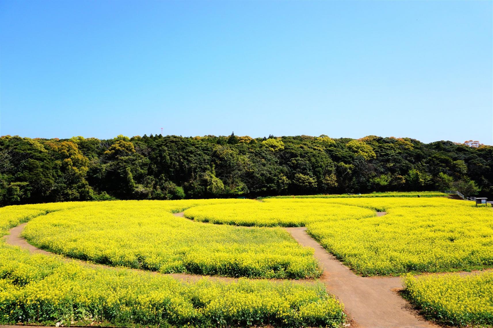 【2024年菜の花開花状況】展海峰-1