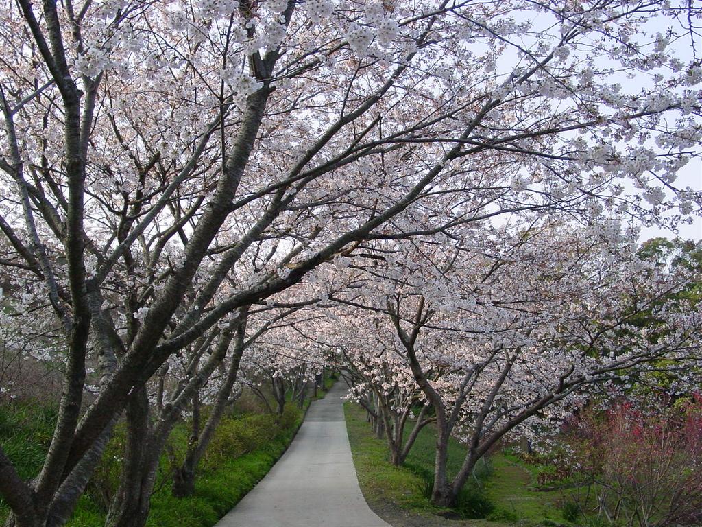 2．花の森公園-1