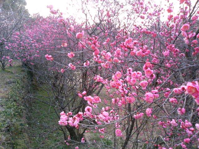 花の森公園-1