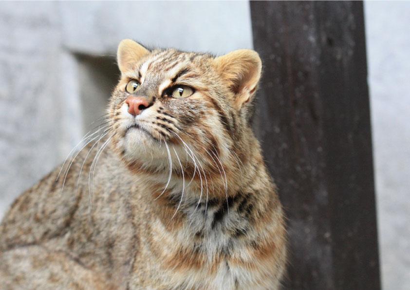 九十九島動植物園森きらら-6