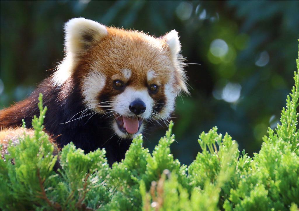 九十九島動植物園森きらら-5