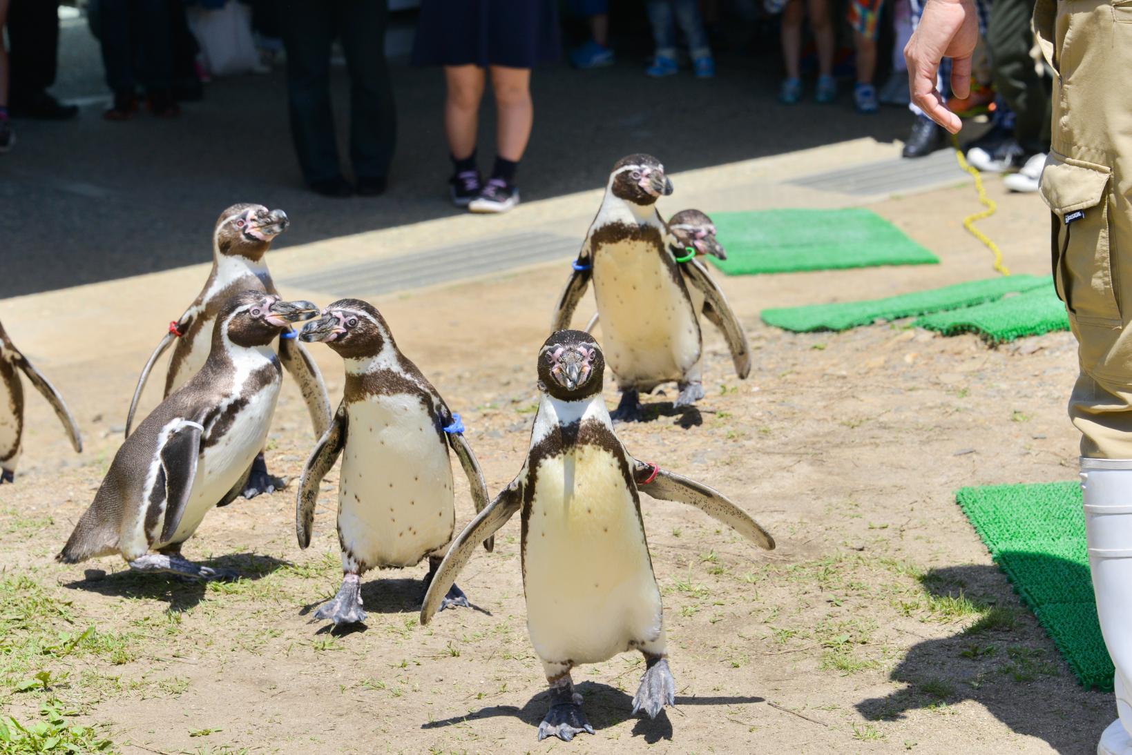 九十九島動植物園森きらら-3