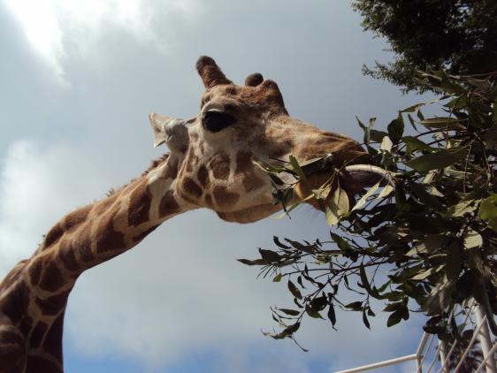 九十九島動植物園森きらら-4