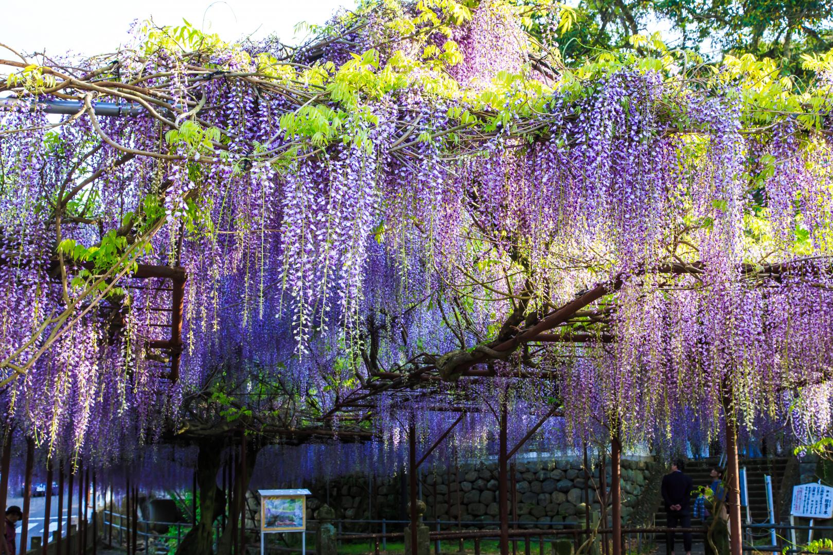 【2024年開花状況】藤山神社-6