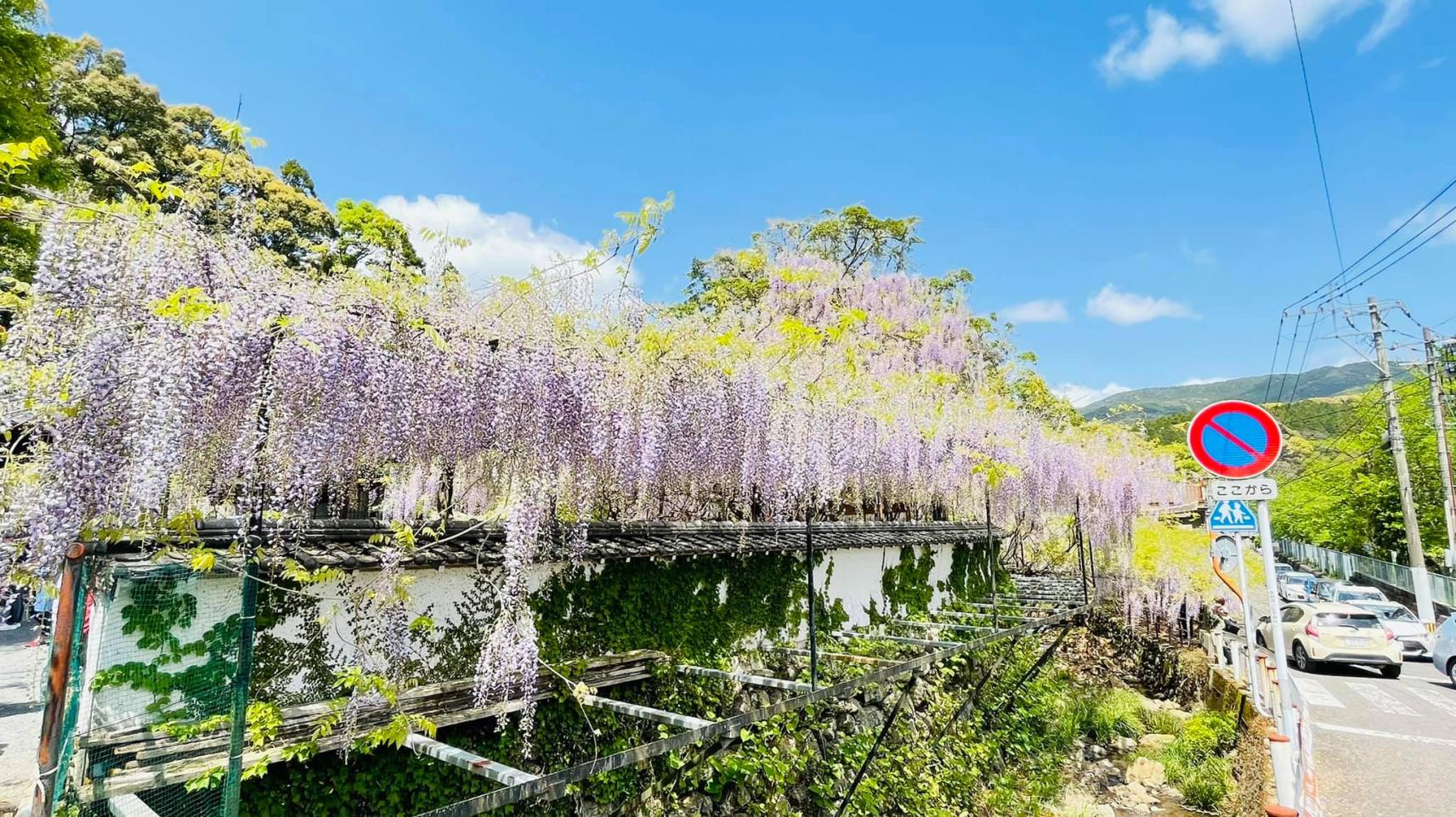 【2024年開花状況】藤山神社-2