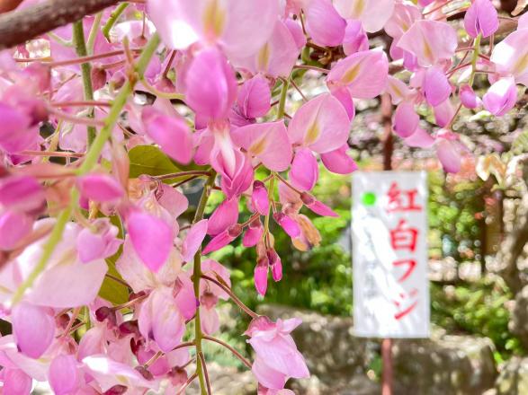 【2024年開花状況】藤山神社-8