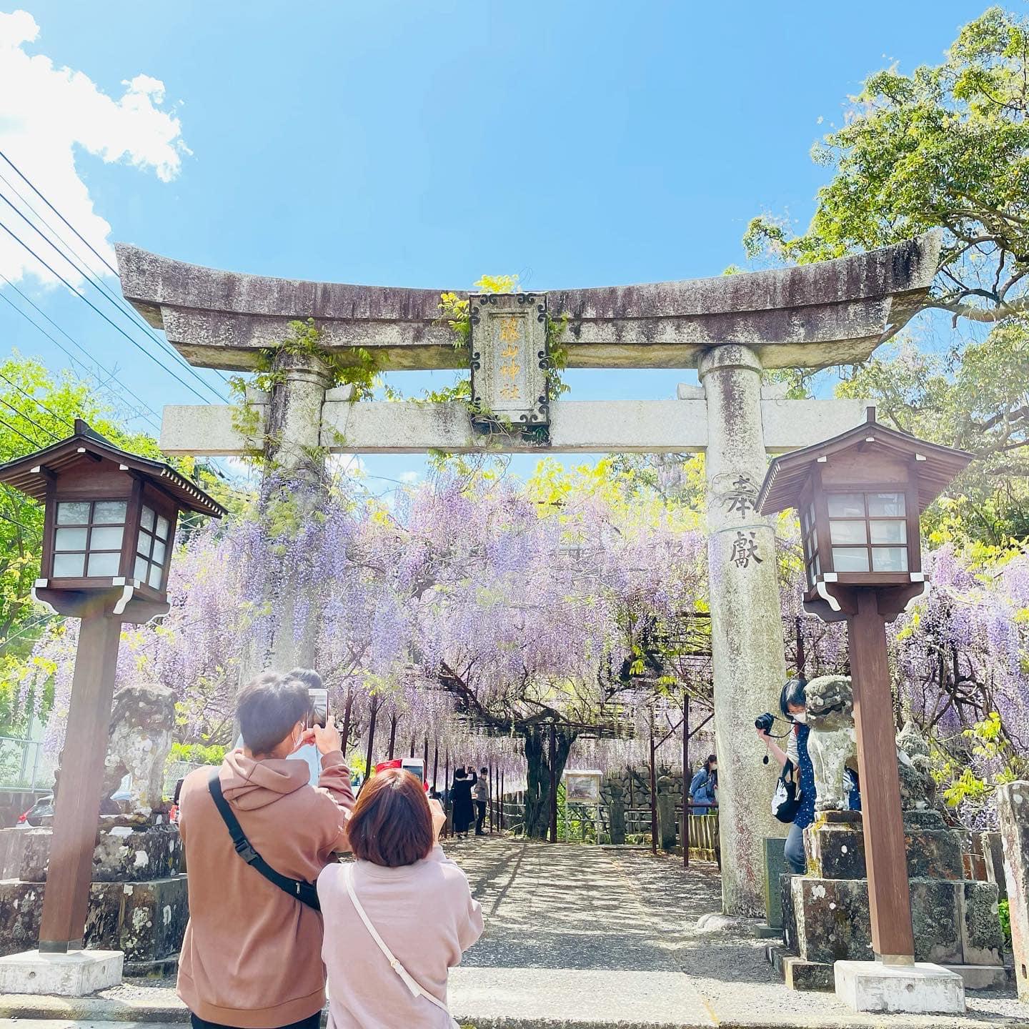 【2024年開花状況】藤山神社藤山神社-1