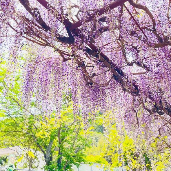 【2024年開花状況】藤山神社-1