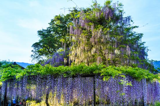 【2024年開花状況】藤山神社-7