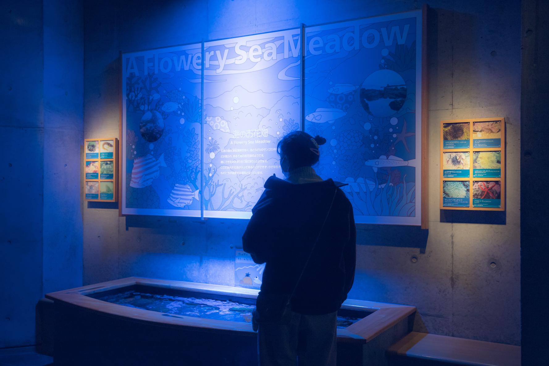 九十九島水族館海きらら-5