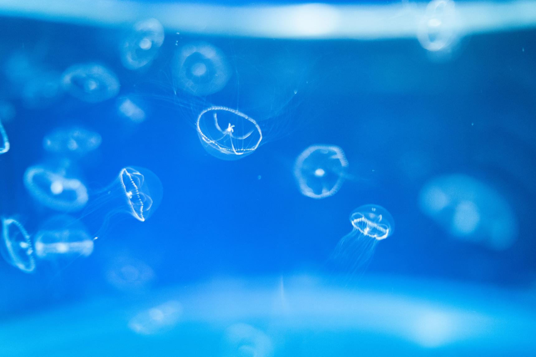 九十九島水族館海きらら-4