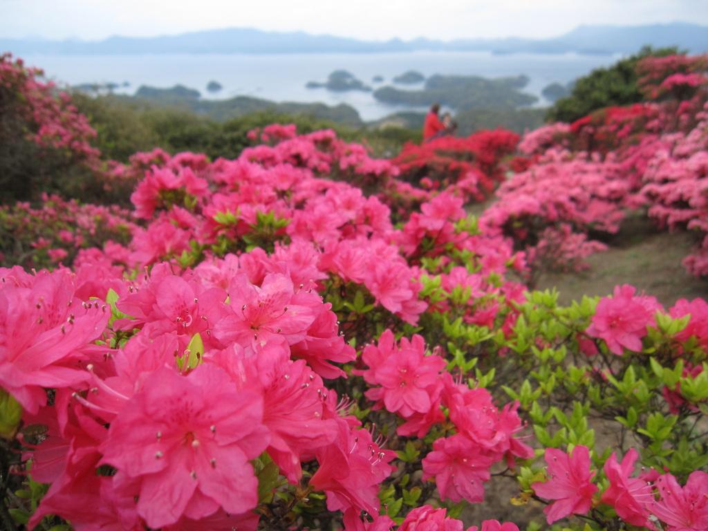 【2024年開花状況】長串山つつじまつり-1