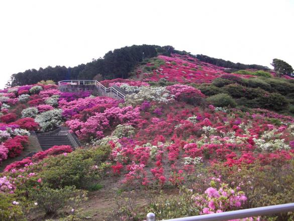 長串山つつじまつり-4