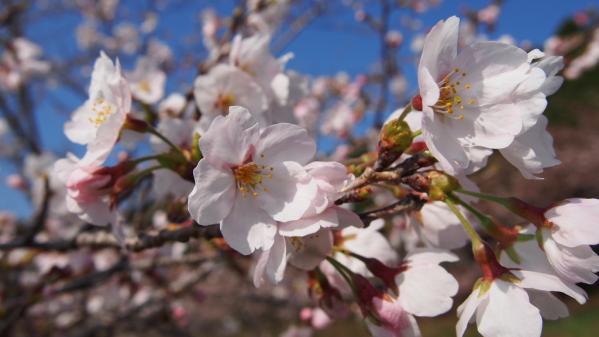 えぼし桜ウィーク-1