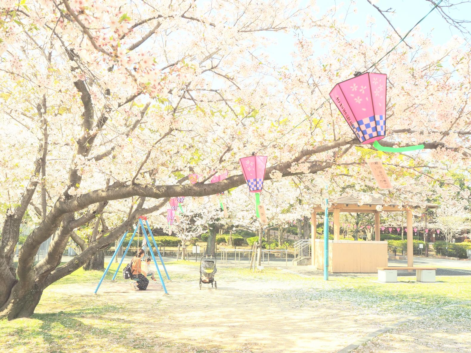 国際親善させぼ桜まつり-3