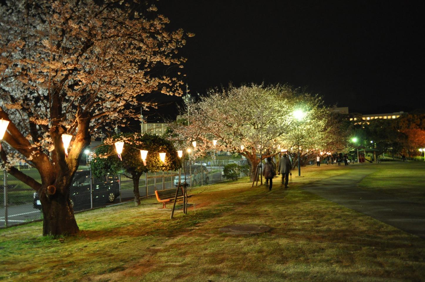 国際親善させぼ桜まつり-9