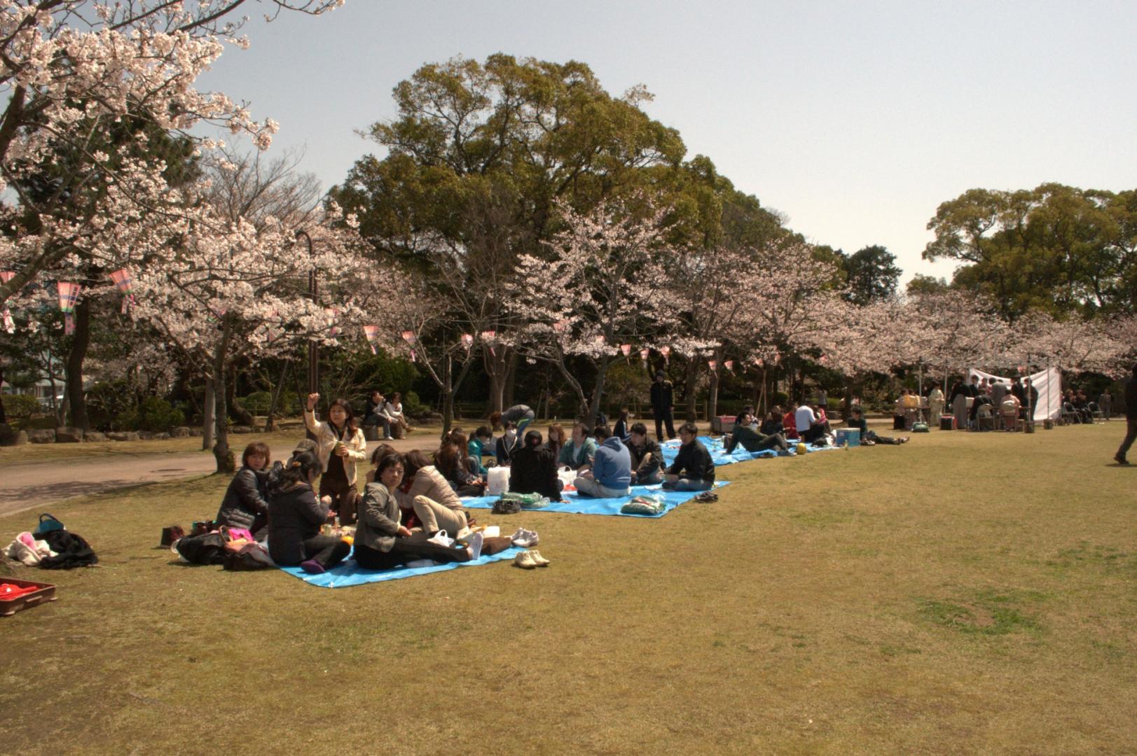 国際親善させぼ桜まつり-7