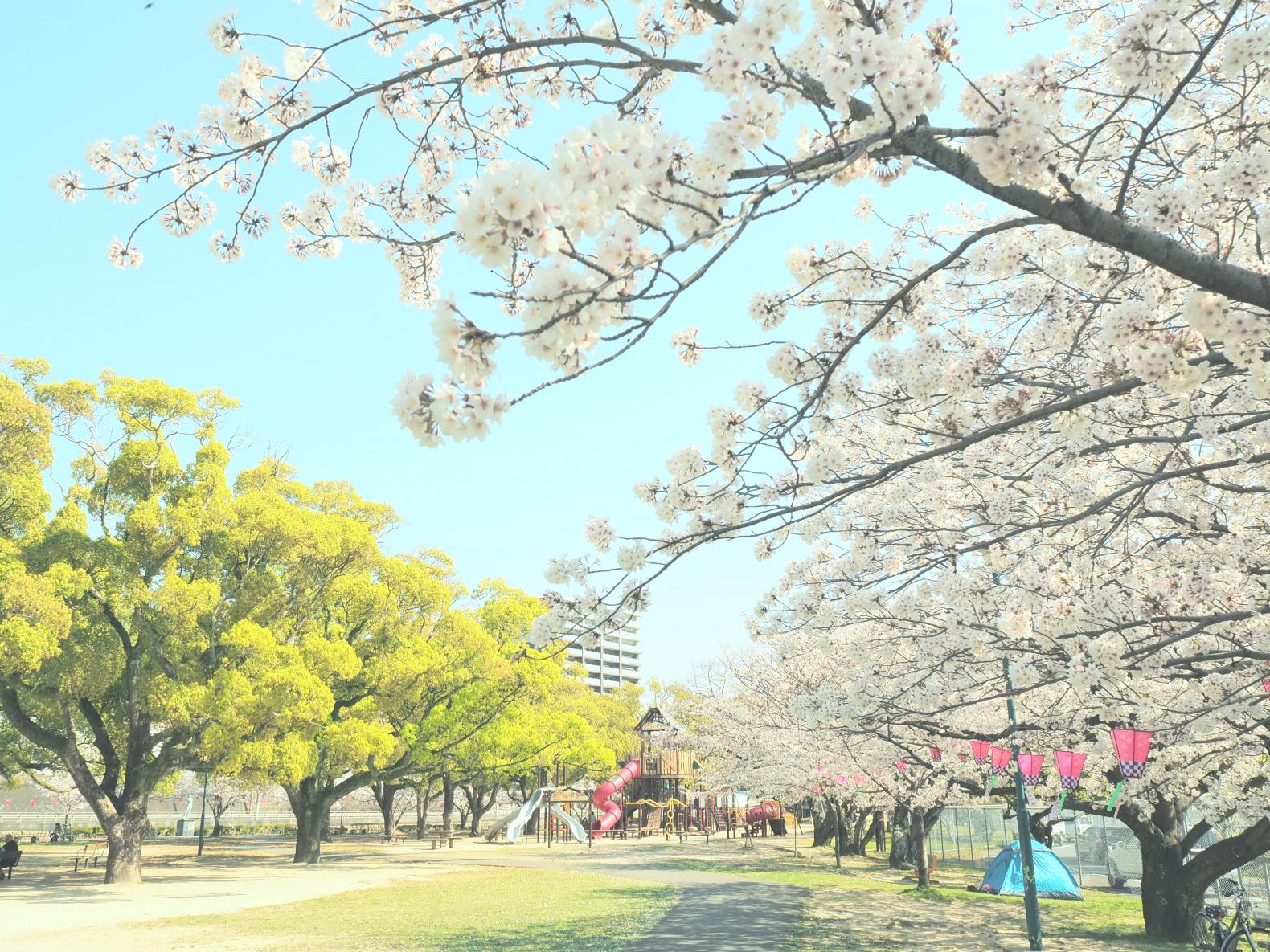 国際親善させぼ桜まつり-1