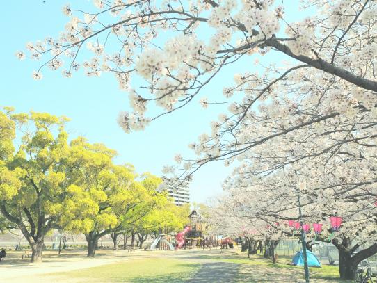 国際親善させぼ桜まつり-1