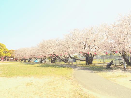 国際親善させぼ桜まつり-2