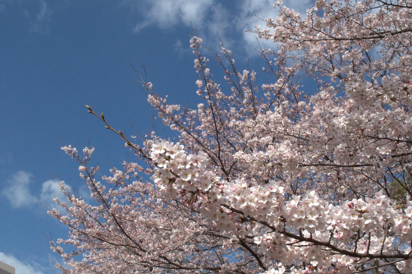 国際親善させぼ桜まつり-5