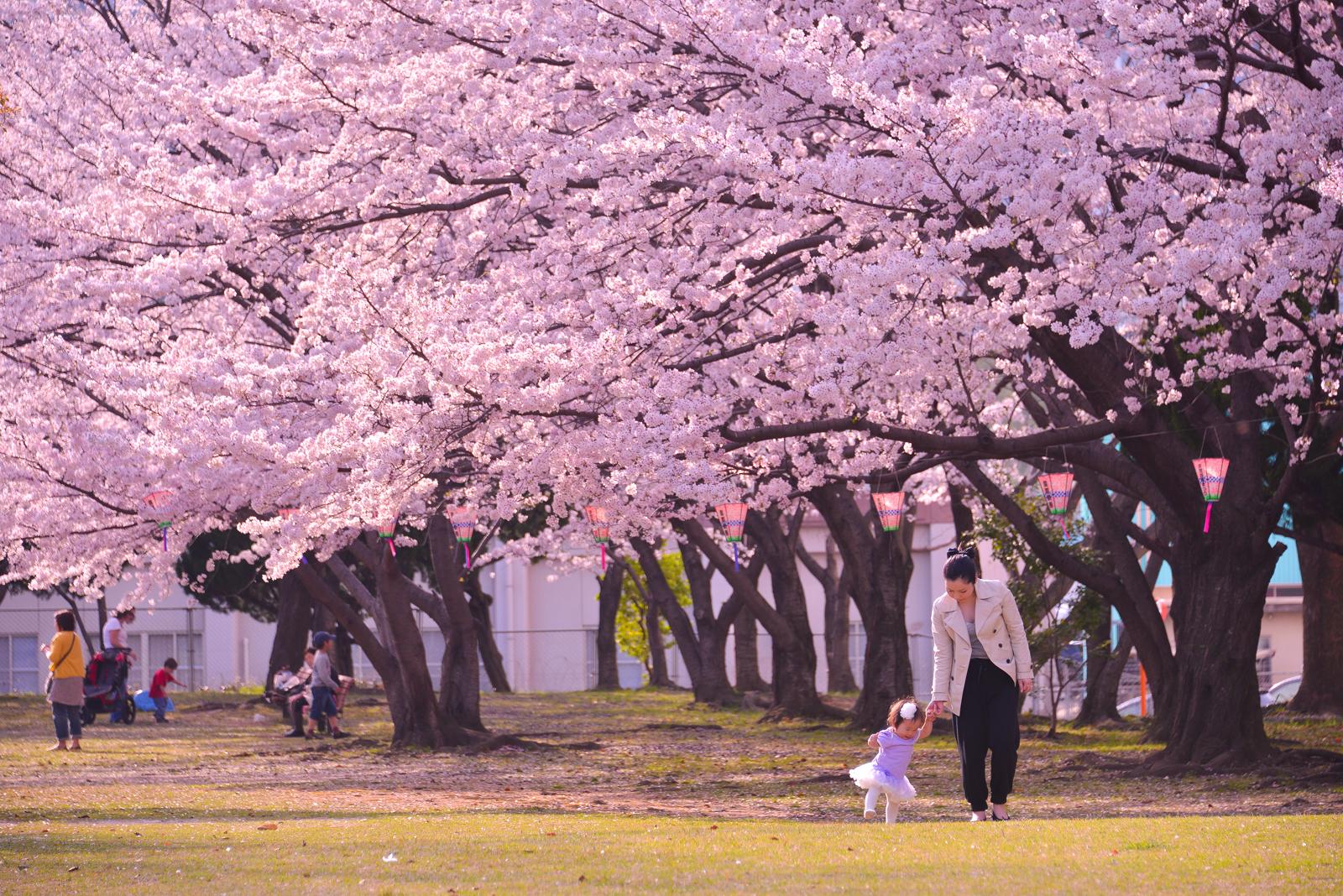 国際親善させぼ桜まつり-8